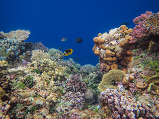 Underwater coral reefs and wildlife