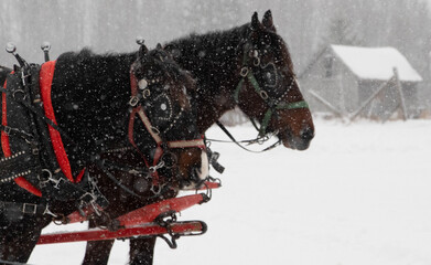 Poster - Shallow focus close-up of majestic horses in winter