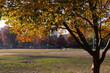 Colorful Tree during Autumn along a Grass Field at McCarren Park in Williamsburg Brooklyn