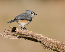 Closeup Of A Tufted Titmouse (baeolophus Bicolor) Sitting On A Mossy Tree Branch Looking Florward