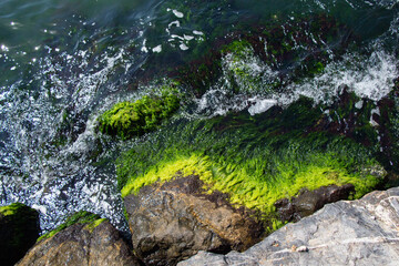 Wall Mural - Closeup of Sea Moss on Rocks by the Sea