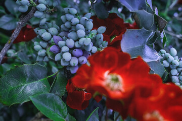 Wall Mural - Closeup of mahonia berries next to blurred red flowers