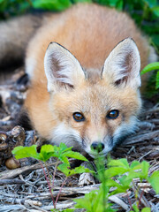 Canvas Print - Close up of a fox looking at the camera