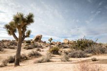 Closeup Shot Of Joshua Trees In A Desert In California, USA