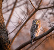 Beautiful pearl-spotted owlet bird perched on a tree