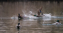 Closeup Shot Of Mallard Ducks In The Pond Water On A Gloomy Day