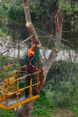 Wall Mural - Lumberjack on a crane with a hydraulic platform reaching the branches of the trees that he has to cut down with a mechanical saw.