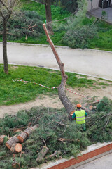 Wall Mural - unrecognizable lumberjack cutting a tree into logs with a chainsaw and using protective clothing and gloves to prevent damages.