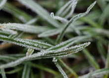 Closeup Of Green Plants Covered In Frost