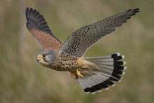 Scenic View Of A Male Kestrel Flying On A Blurred Background