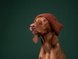 happy dog in a funny cap. Hungarian vizsla on a color background