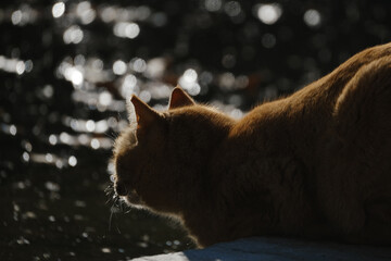 Canvas Print - Pet cat closeup with bokeh water background and low key lighting.