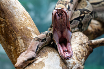 Wall Mural - Close-up shot of a scary snake with an open mouth on a tree