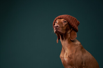 happy dog in a funny cap. Hungarian vizsla on a color background