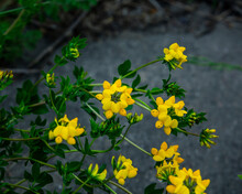 Shallow Focus Shot Of Wild Yellow Flowers