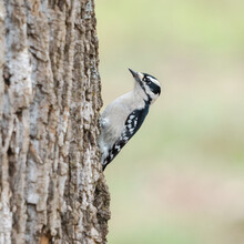 Vertical Closeup Portrait Of A Tiny Downy Woodpecker Perched On A Tree In Dover, Tennessee