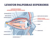 Levator palpebrae superioris muscle with eye structure outline diagram. Labeled educational eyelid muscular system for elevation and movement vector illustration. Medical anatomy for rectus or oblique