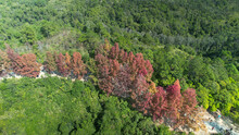 Aerial View Of A Row Of Red Trees Surrounded By Green Trees On A Hill