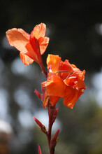 Vertical Shot Of A Blooming Canna Flower