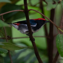 Poster - Closeup photo of a scarlet-backed flowerpecker bird on a branch