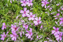 Closeup Of Pink Creeping Phlox Flowers Blooming At A Garden In Spring