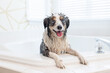 wet mini aussie in tub during bath time - cute miniature australian shepherd dog tries to get out of bath