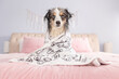 wet mini aussie in white towel sits on pink bed - adorable miniature australian shepherd dog wrapped up after bath time
