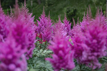 Sticker - Soft focus of pink Chinese astilbe flowers blooming at a garden in spring