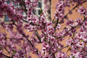 Sticker - spring pink almond blossoms