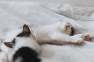 Wall Mural - Cute little kittens sleeping on soft bed. Adorable sweet two kitties lying and relaxing on blanket