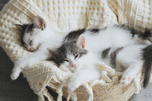 Cute Little Kittens Sleeping On Soft Blanket In Basket. Portrait Of Adorable Sweet Kitties Napping