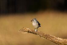 Closeup Of A Tufted Titmouse On A Tree