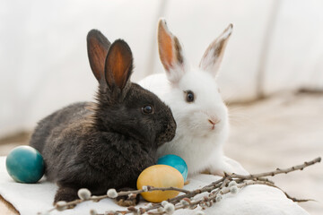 two beautiful rabbits