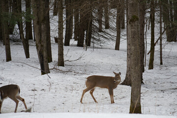 Sticker - Beautiful shot of deers in a snowy forest