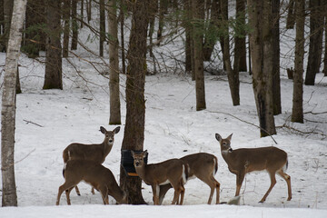 Sticker - Beautiful shot of deers in a snowy forest