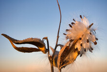 Closeup Shot Of A Milkweed Pod With Seeds With Blurred Background