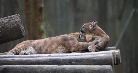 Wall Mural - Cougars are resting in the forest