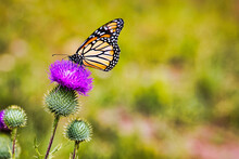 Selective Focus Of A Monarch Butterfly On Purple Thistle