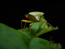Chinavia Halaris - Stink Bug - A Beautiful Green Young Insect In Its Natural Habitat