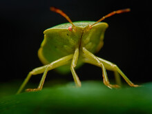 Chinavia Halaris - Stink Bug - A Beautiful Green Young Insect In Its Natural Habitat