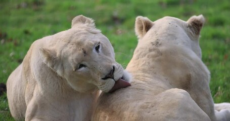 Wall Mural - Portrait of white lion in the plain