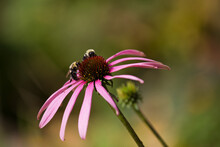 Closeup Shot Of Bees Pollinating A Pink Coneflower