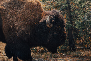 Closeup shot of a furry bison on a field