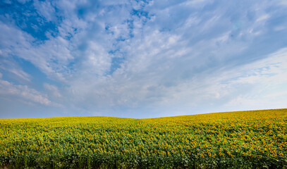 Fotomurales - panoramic view of Sunflower field landscape under beautiful sky