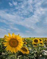 Fotomurales - Field of small sunflowers in summer, agriculture