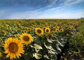Fotomurales - flowers in front of sunflower field landscape with and beautiful sky