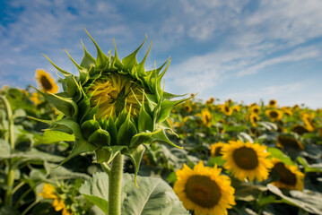 Fotomurales - not bloomed flower in a mini sunflower field on a blurred background, navel closed