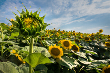 Fotomurales - closed mini sunflower field on a blurred background