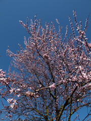 Wall Mural - fiori bianchi e rosa