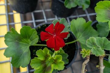 Red garden geranium flowers in pot